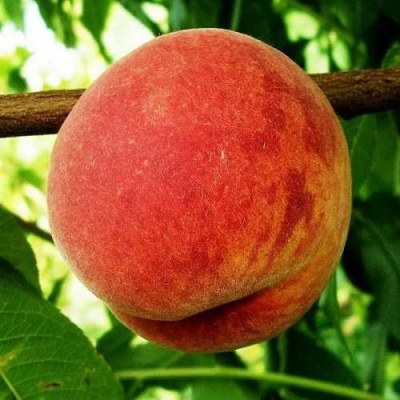 Персик ВАРДЕНИ в Махачкале