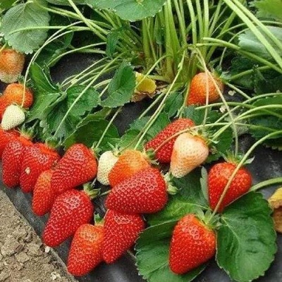 Клубника РОКСАНА в Махачкале