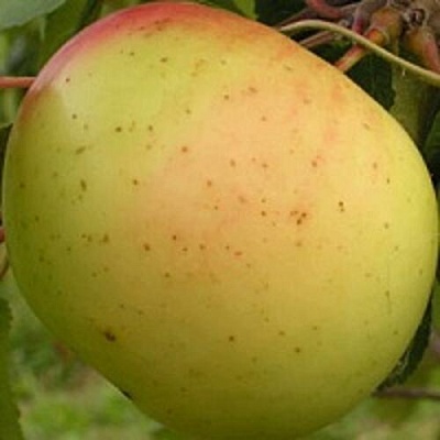 Яблоня БАНАНОВОЕ в Махачкале