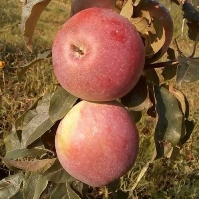 Яблоня АКСАМИТ в Махачкале