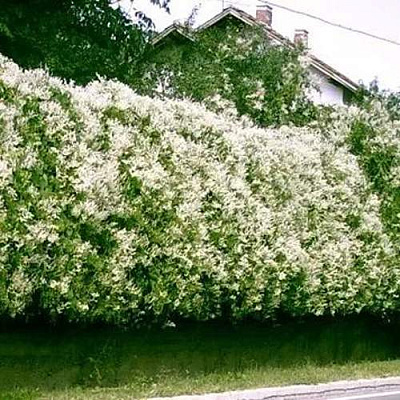 Фаллопия в Махачкале