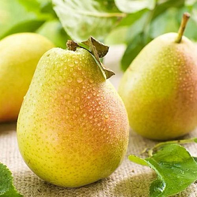Сочная в Махачкале