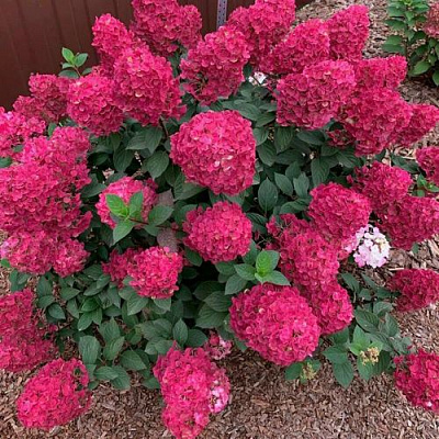 Красная  в Махачкале