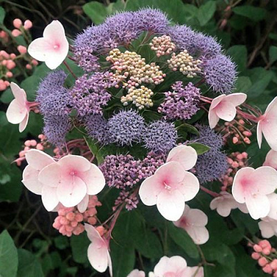 Шершавая в Махачкале