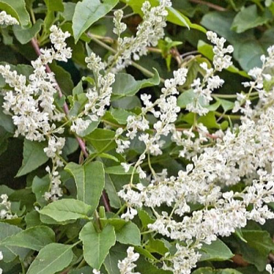 Фаллопия АУБЕРТА в Махачкале