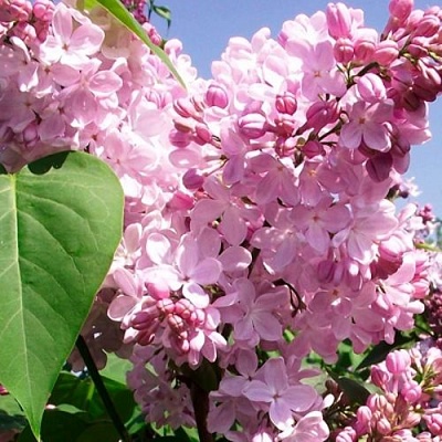 Сирень АДЕЛИНА в Махачкале