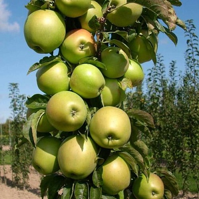 Яблоня БОЛЕРО колонновидная в Махачкале