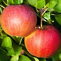Яблоня в Махачкале