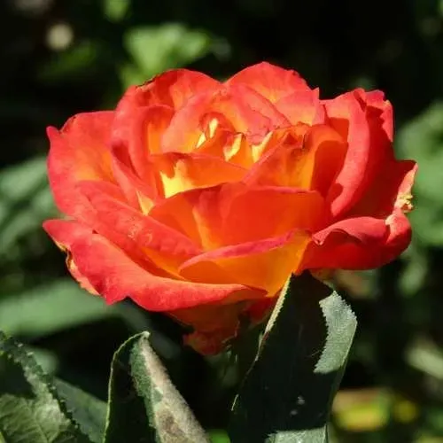 Роза ЛИНА чайно-гибридная  в Махачкале