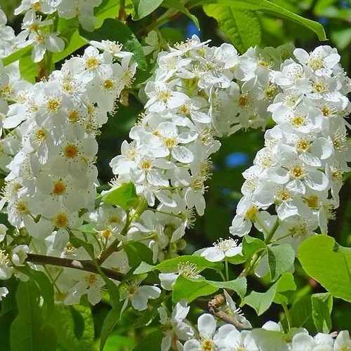 Черемуха ЧАЙКА в Махачкале