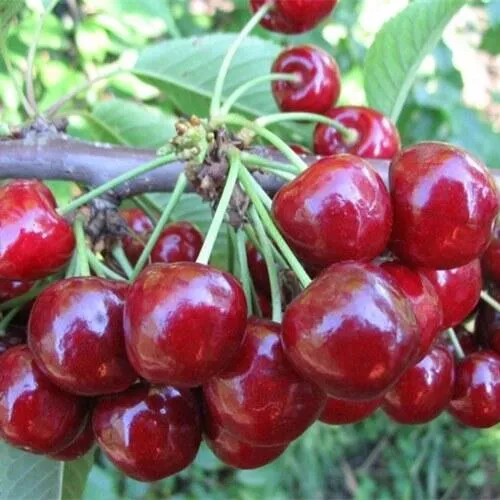 Вишня ДЕСЕРТНАЯ МОРОЗОВОЙ в Махачкале
