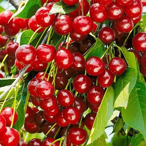 Вишня БРУСНИЦЫНА степная в Махачкале