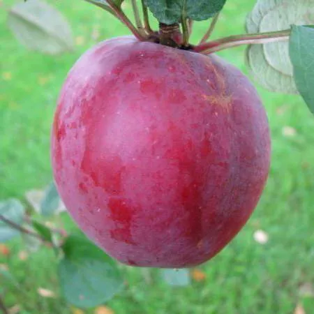 Яблоня ЦЫГАНОЧКА в Махачкале