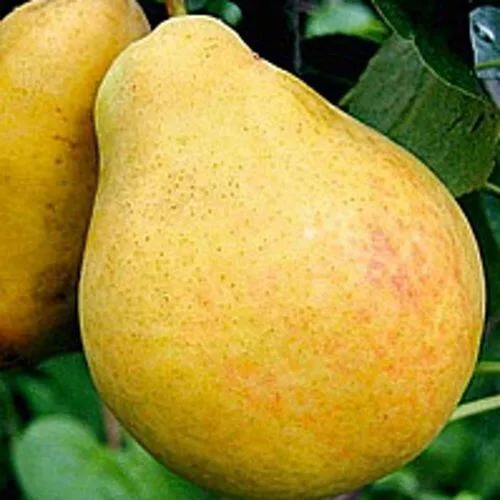 Груша САХАРНАЯ в Махачкале