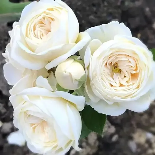 Роза АРТЕМИС шраб в Махачкале
