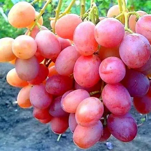Виноград АНЮТА в Махачкале