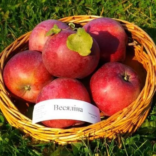 Яблоня ВЕСЯЛИНА в Махачкале
